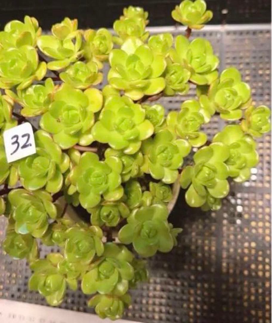 32#多肉植物アエオニウム錦❤️ サンデルシ— ❤️ 40-50頭19cm 拔き苗