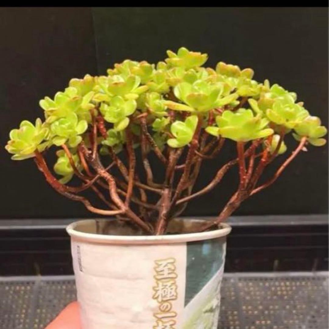 32#多肉植物アエオニウム錦❤️ サンデルシ— ❤️ 40-50頭19cm 拔き苗