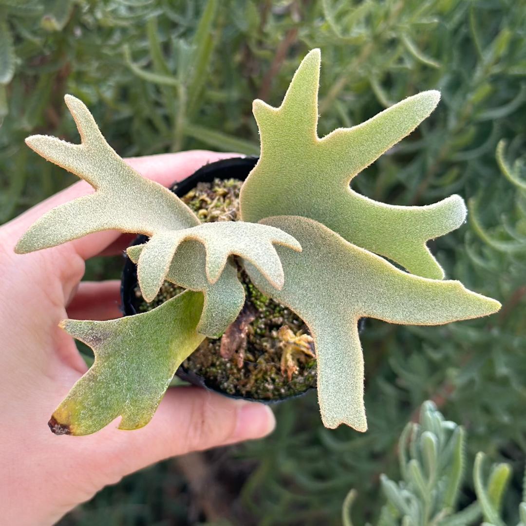 P. willinckii ’Jenny’ TC 219