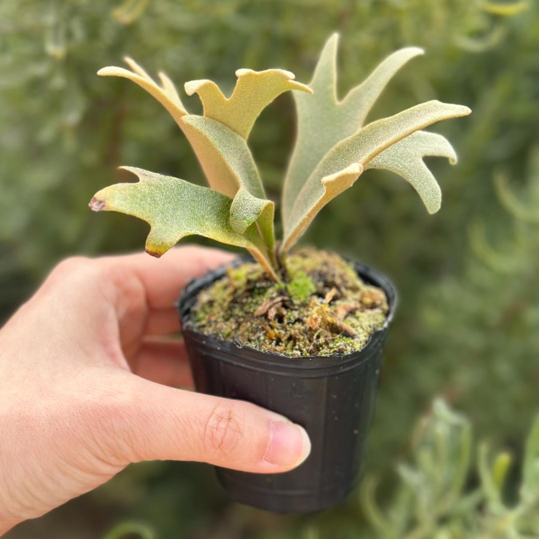 P. willinckii ’Jenny’ TC 219