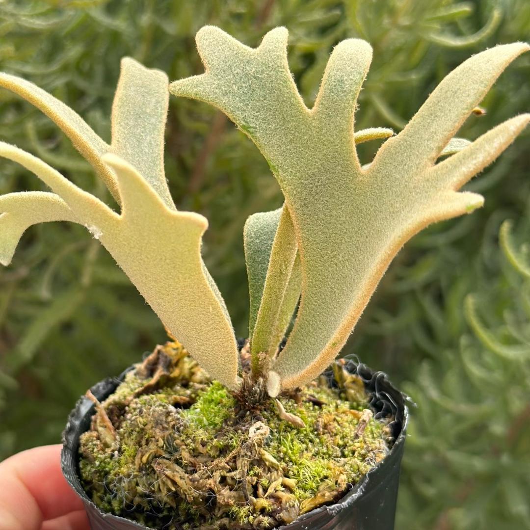 P. willinckii ’Jenny’ TC 219