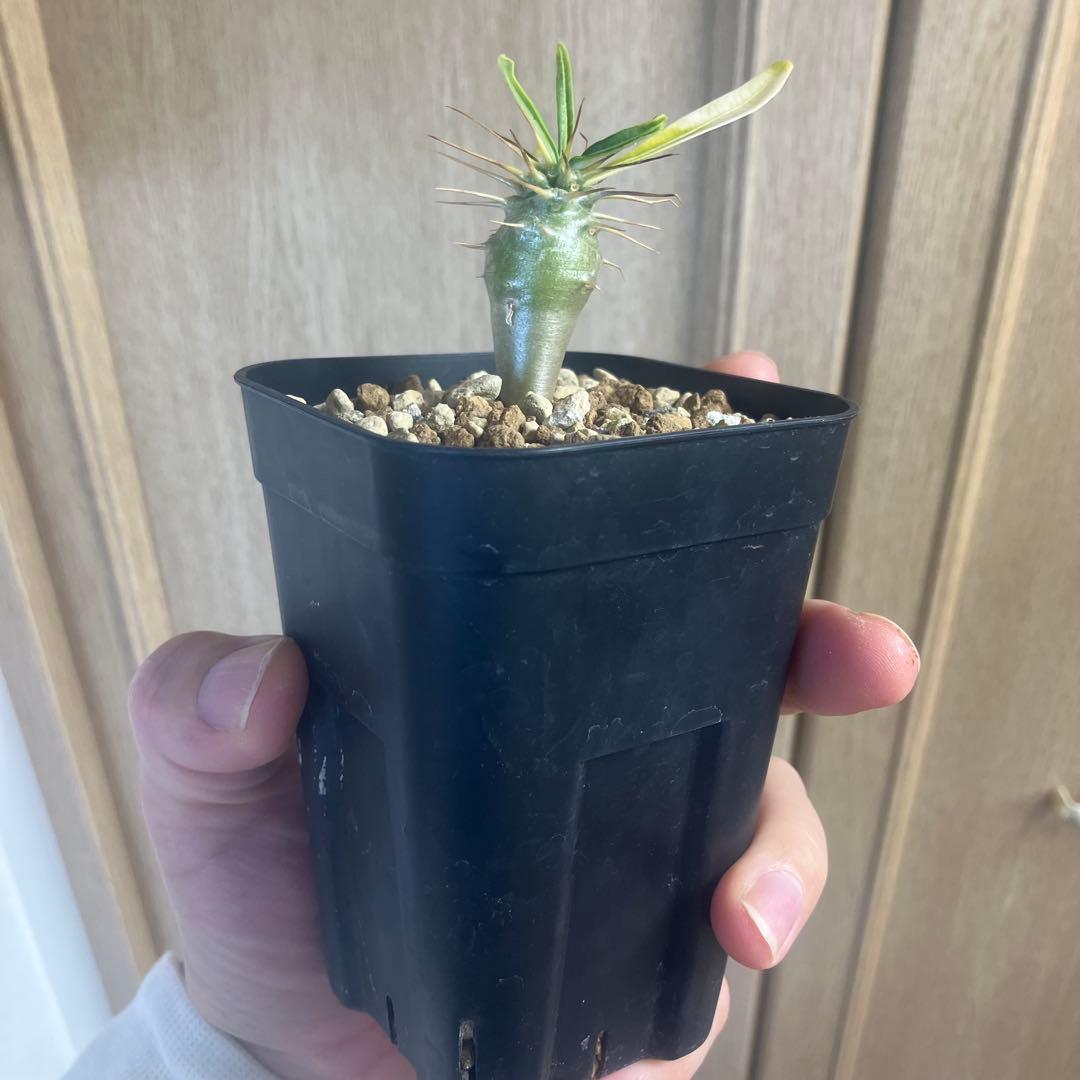 パキポディウム　アンボンゲンセ　実生　コーデックス　塊根植物　サボテン　アガベ
