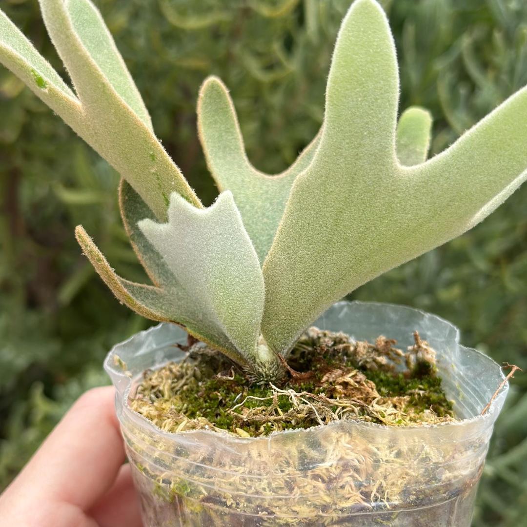 ビカクシダ P.willinckii OMG spore 4006