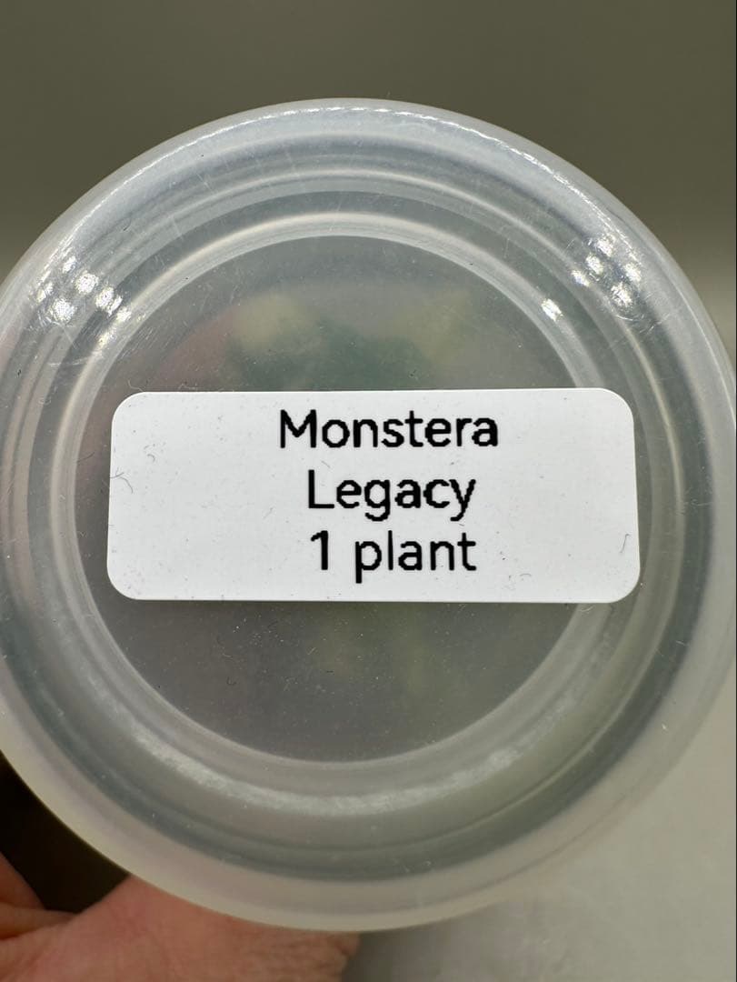 MonsteraLegacy モンステラ　レガシー 斑入り