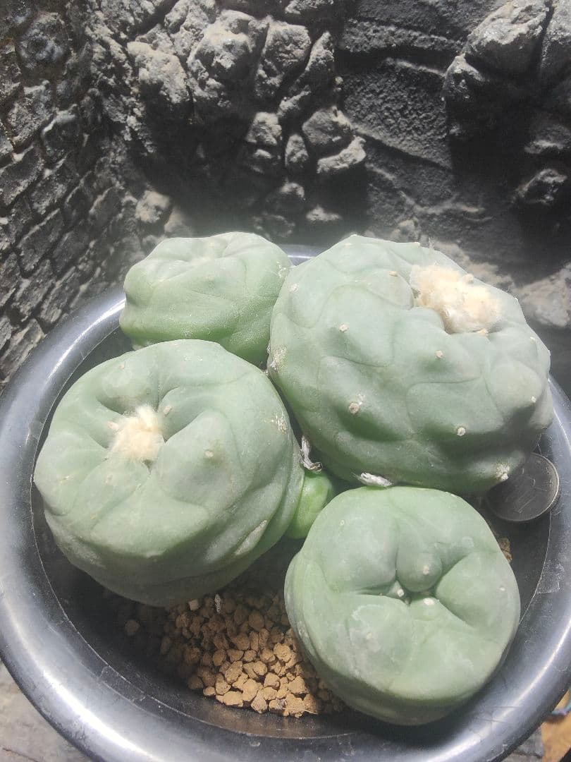 サボテン　ロホホラ　ディフューサ　翠冠玉　群生株