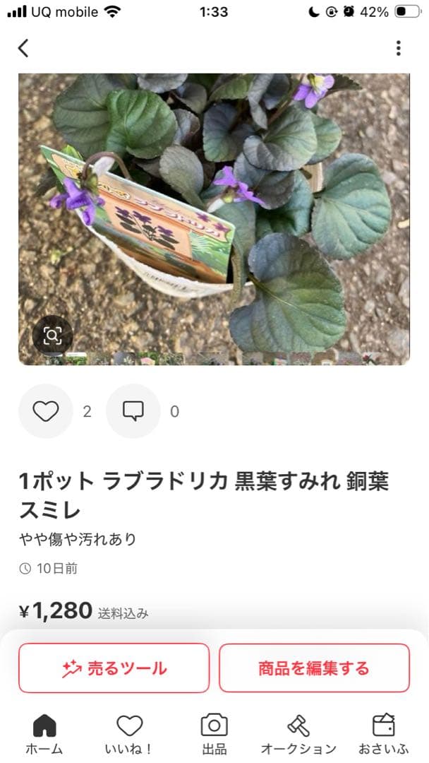 睡蓮 速達付き！写真の3点