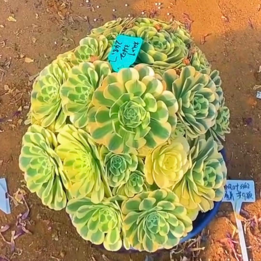 多肉植物アエオニウム錦❤️ グリーン.メデューサ❤️