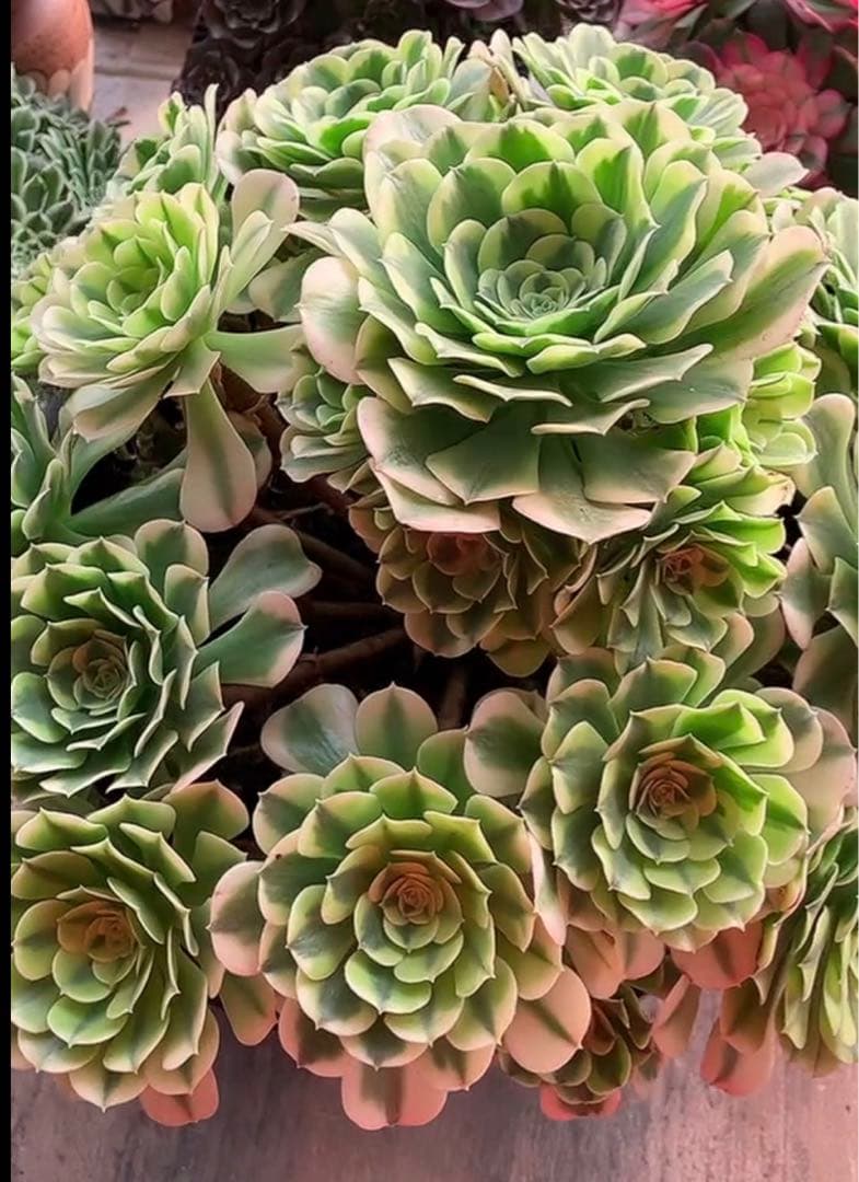 多肉植物アエオニウム錦❤️ グリーン.メデューサ❤️