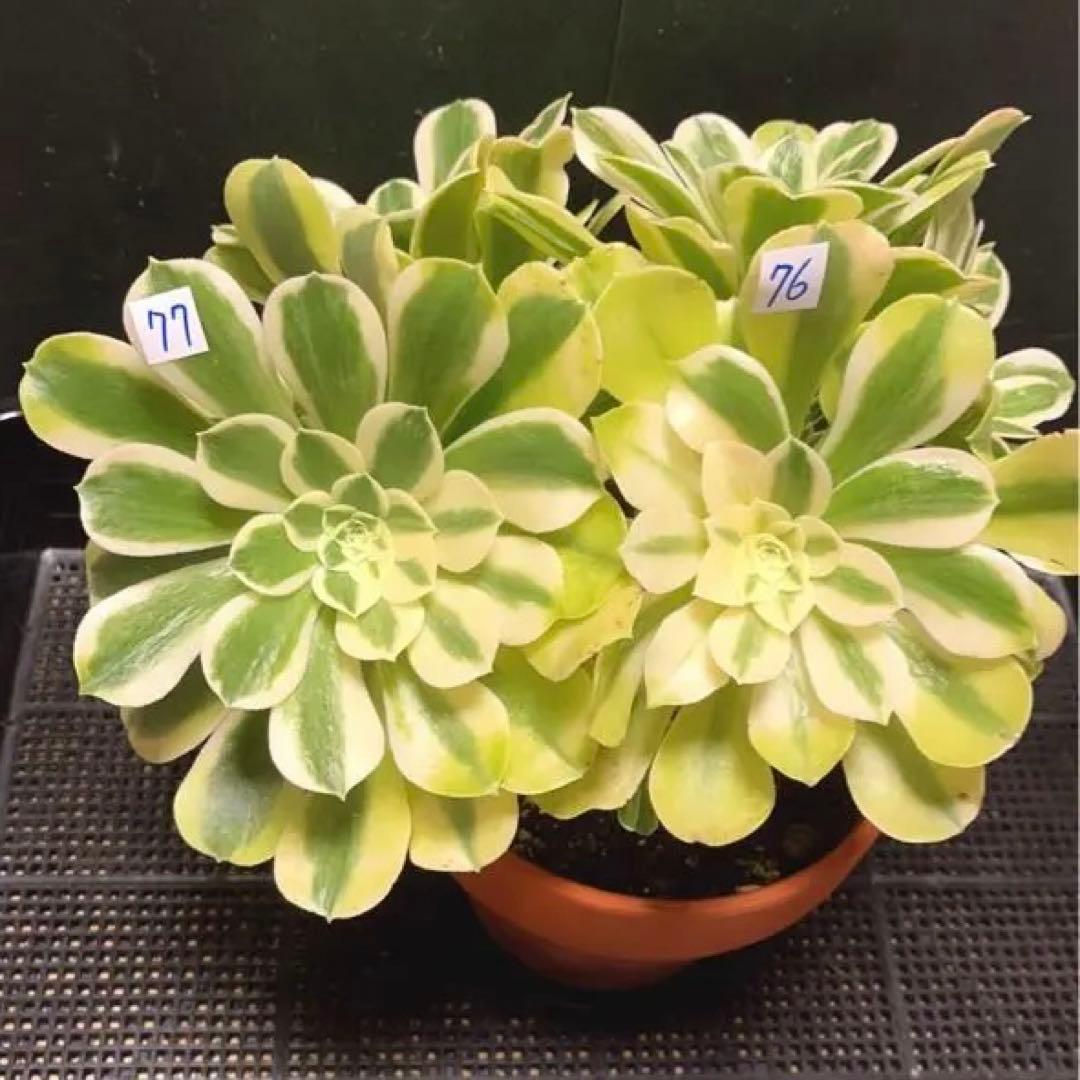 多肉植物アエオニウム錦❤️ グリーン.メデューサ❤️