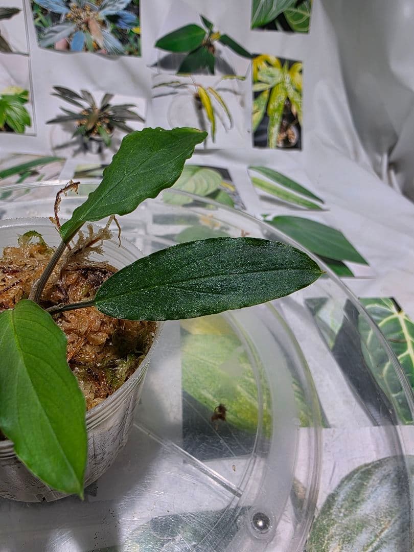 熱帯植物　LA便　ホマロメナ　濡烏×ユークレース