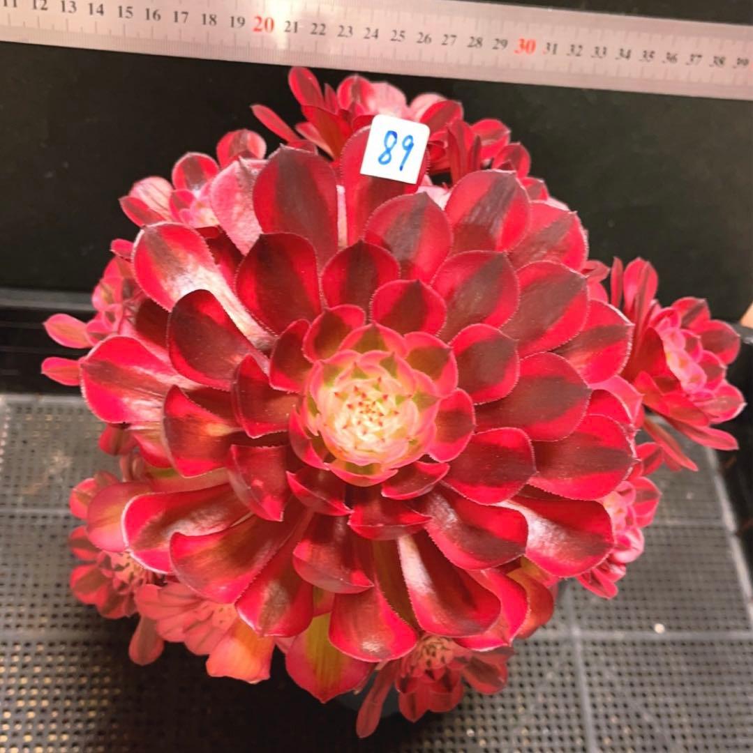 89#多肉植物アエオニウム錦❤️ ガーネット白斑錦 ❤️1大頭9小頭 25cm拔き苗