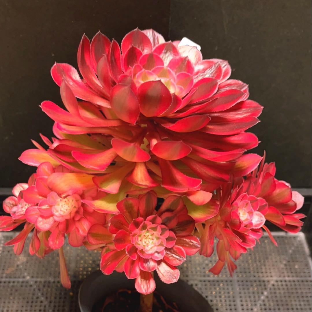 89#多肉植物アエオニウム錦❤️ ガーネット白斑錦 ❤️1大頭9小頭 25cm拔き苗