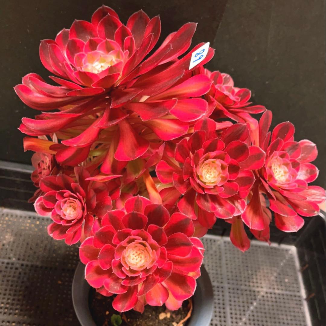 89#多肉植物アエオニウム錦❤️ ガーネット白斑錦 ❤️1大頭9小頭 25cm拔き苗