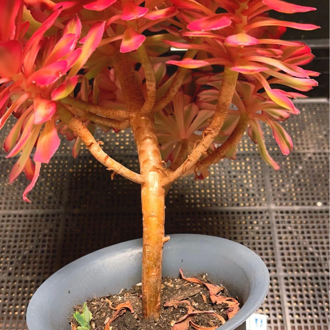 89#多肉植物アエオニウム錦❤️ ガーネット白斑錦 ❤️1大頭9小頭 25cm拔き苗