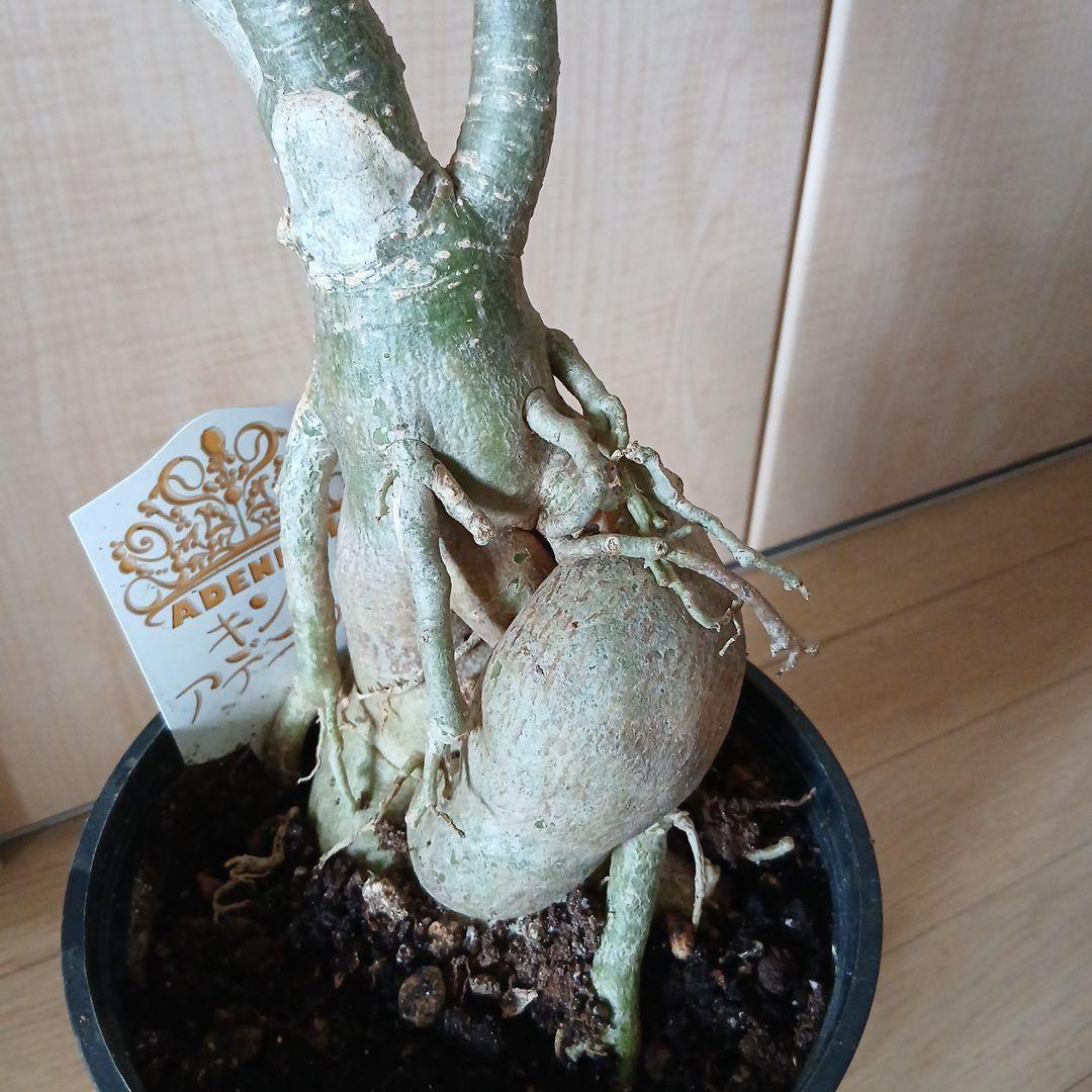 多肉植物　キングアデニウムKing Adenium 歪な樹形が特徴　新春特売