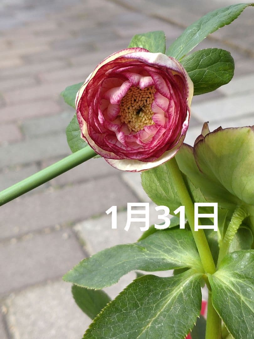 値下げ加藤農園✨グラデーションピコティダブル♥開花株✨クリスマスローズ✨