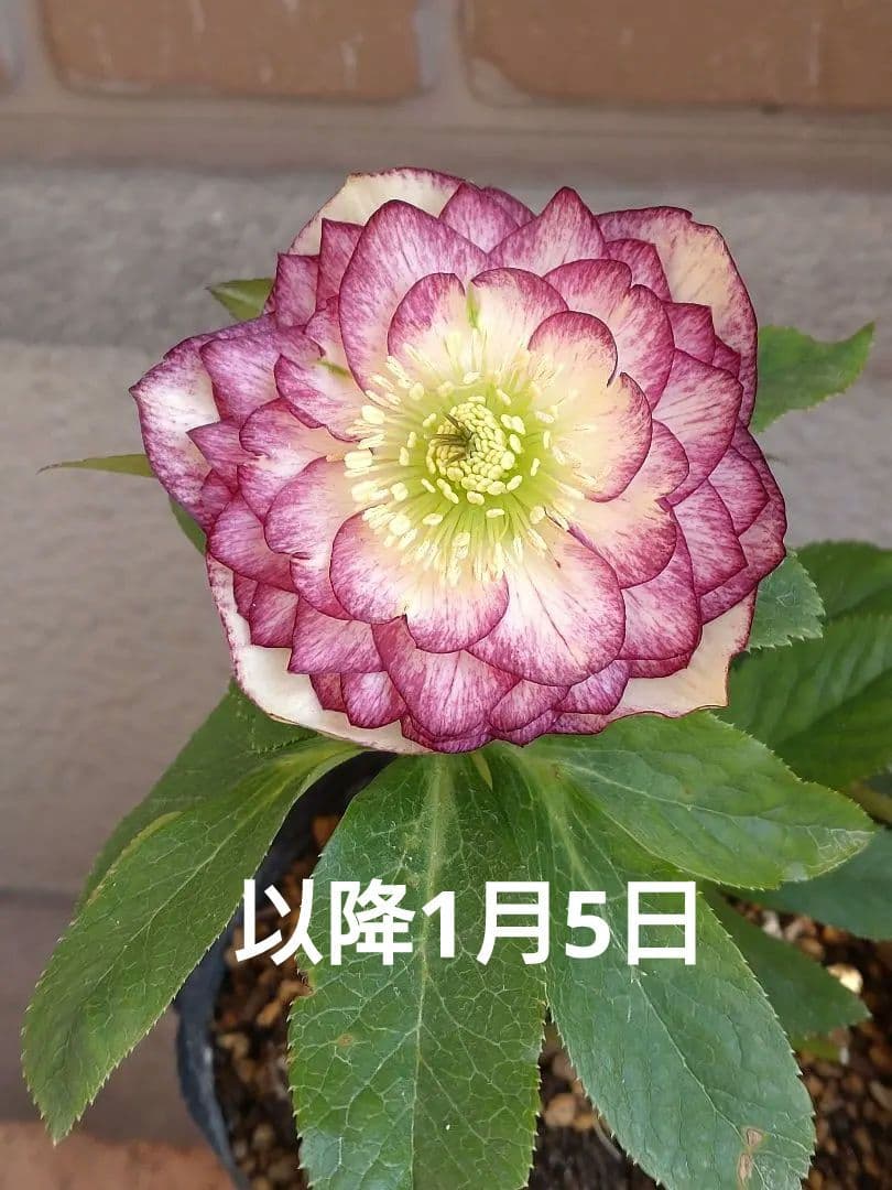 値下げ加藤農園✨グラデーションピコティダブル♥開花株✨クリスマスローズ✨