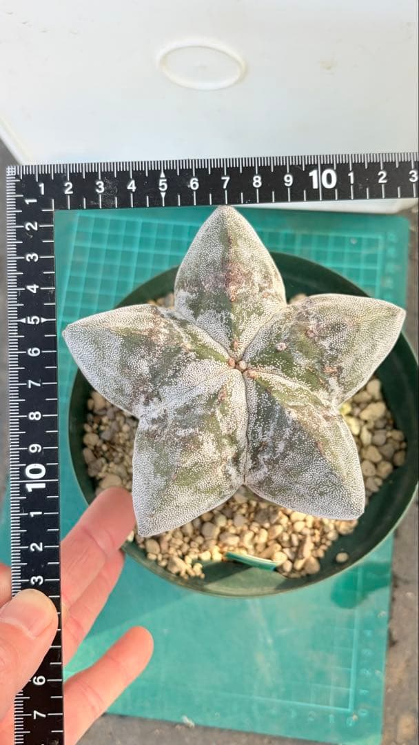 14 恩塚ランポー玉　鉢付