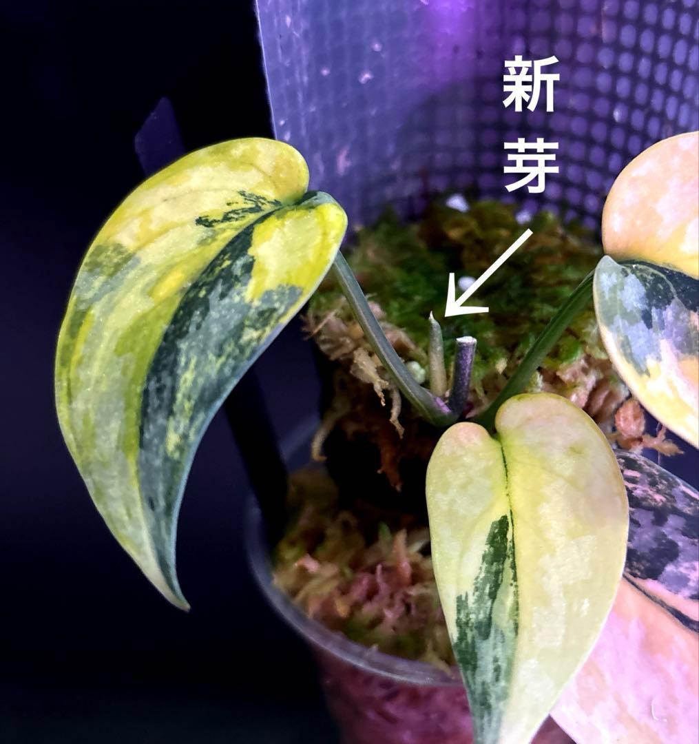 スキンダプサス　セット　　L2 マリポーサ のおまけ付き