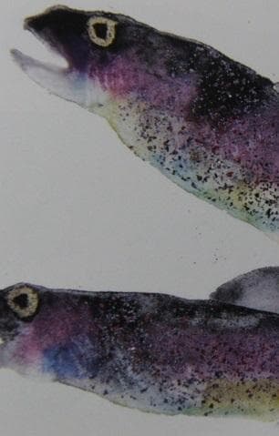片岡鶴太郎、【岩魚】、希少な額装用画集より、美品、日本人画家、新品額装付