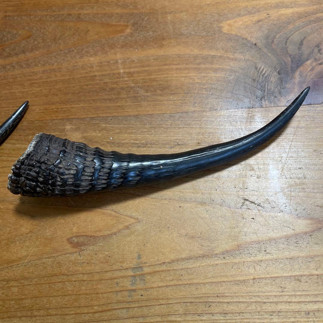 カモシカの角 置物 約15cm