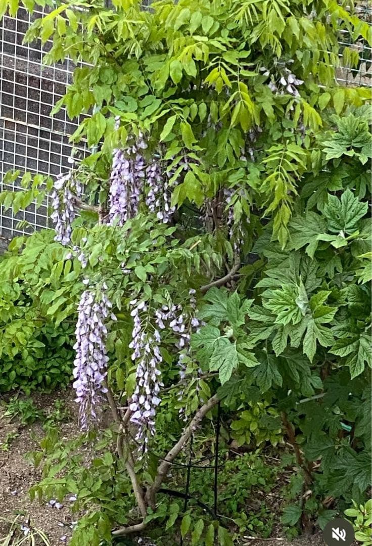 フジ苗A
