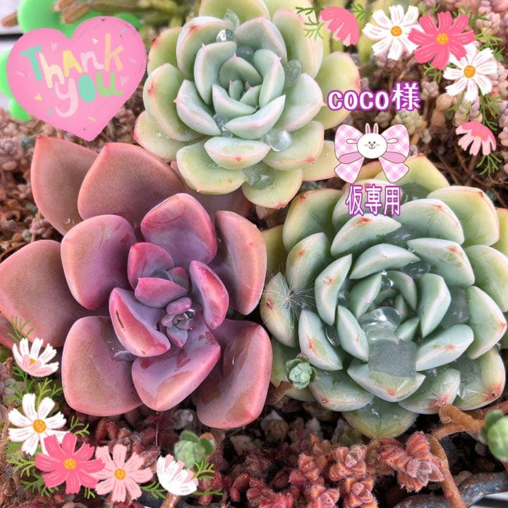 多肉植物　Sedum  coco様仮専用　❀お任せ❀