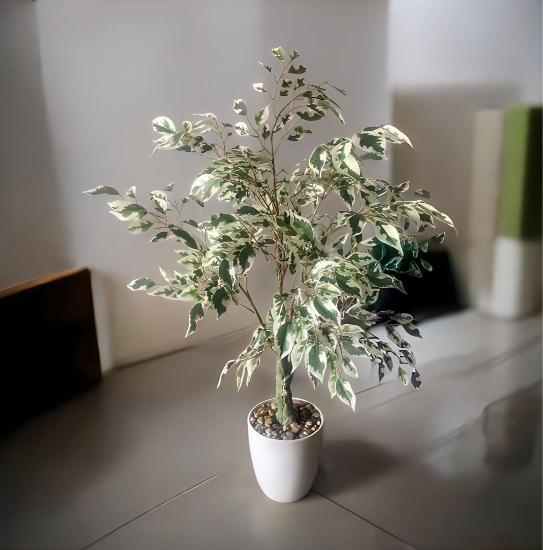 光触媒　人工観葉植物　ウォールグリーン　フェイク　ベンジャミンフィカス@g