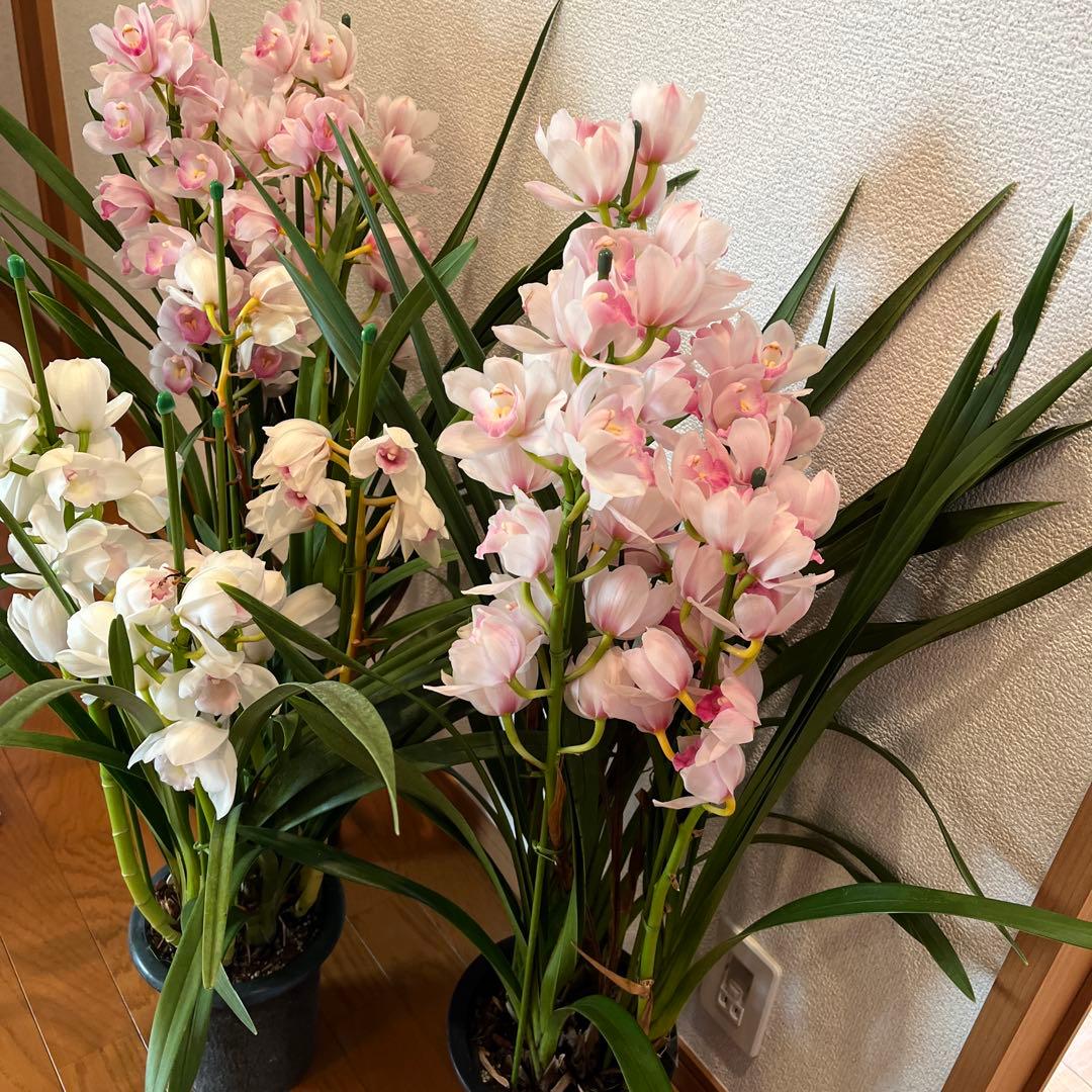 greige　来年用　シンビジューム　3鉢まとめて　花終わり
