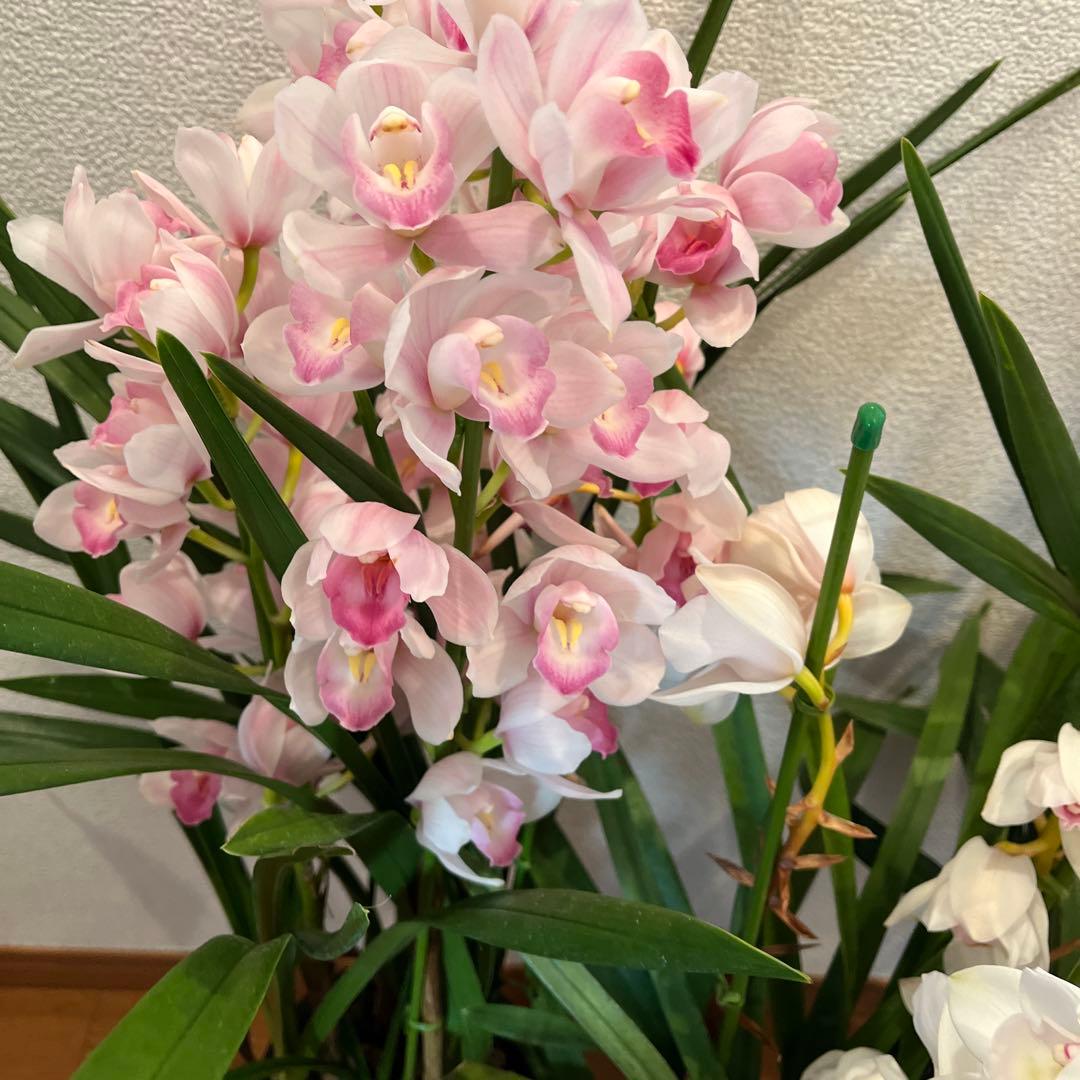 greige　来年用　シンビジューム　3鉢まとめて　花終わり