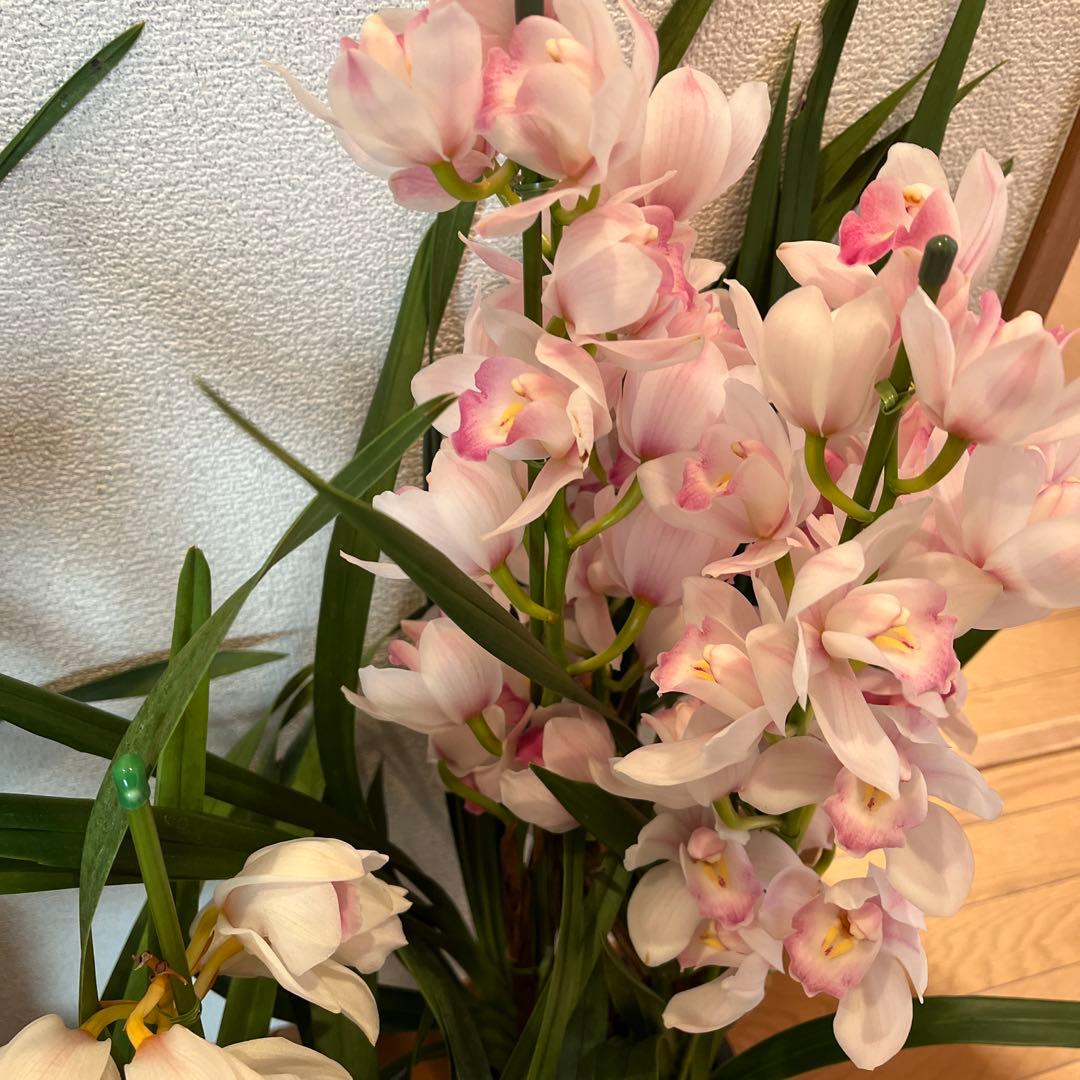 greige　来年用　シンビジューム　3鉢まとめて　花終わり