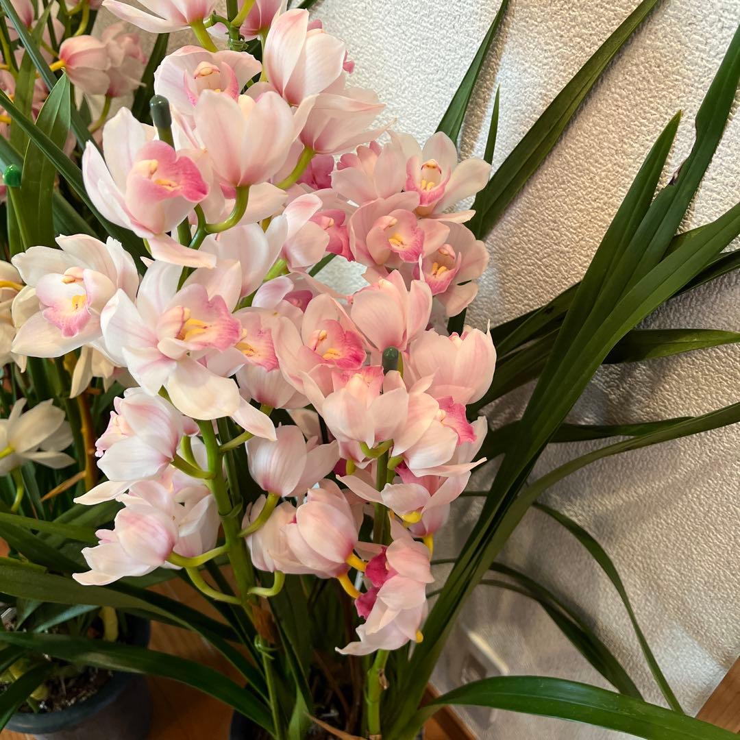 greige　来年用　シンビジューム　3鉢まとめて　花終わり
