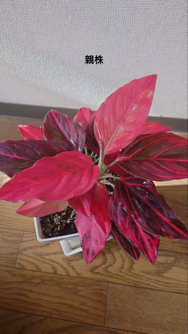 その他観葉植物 Aglaonema khan mak racha super red var