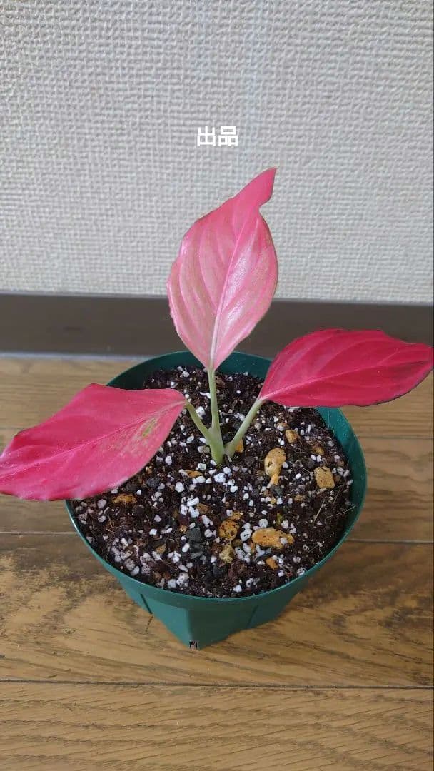 その他観葉植物 Aglaonema khan mak racha super red var
