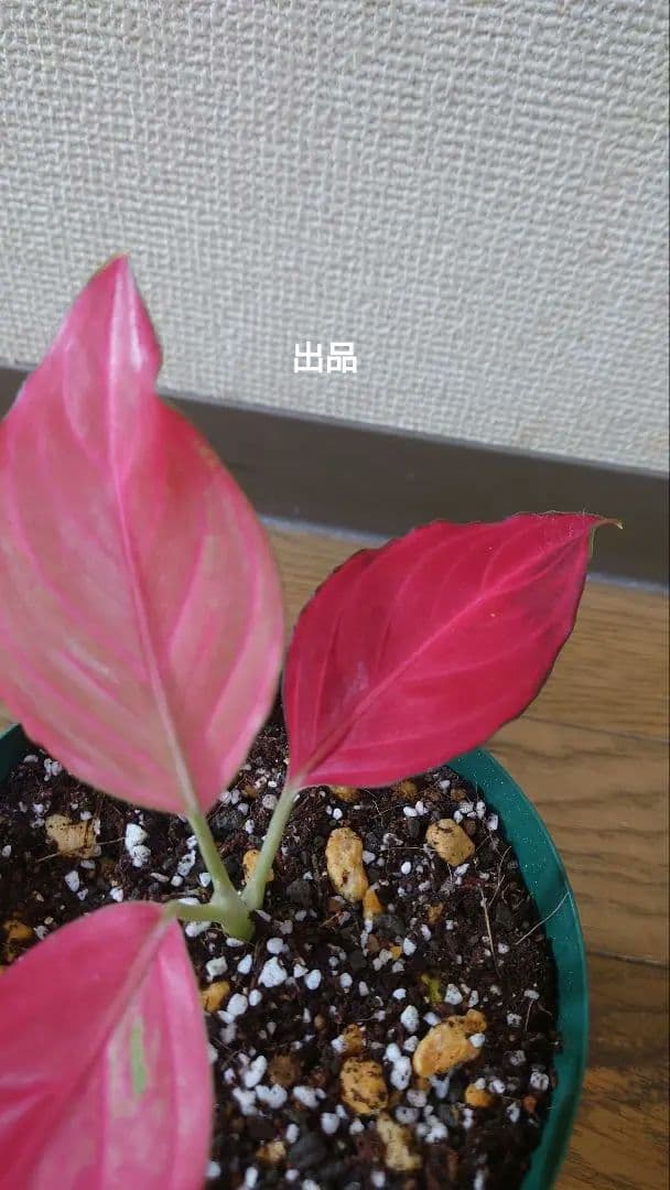 その他観葉植物 Aglaonema khan mak racha super red var