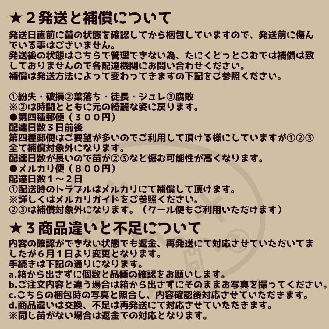 ワイルドコロラータ(大苗)◎多肉植物 カット苗 韓国苗 エケベリア等