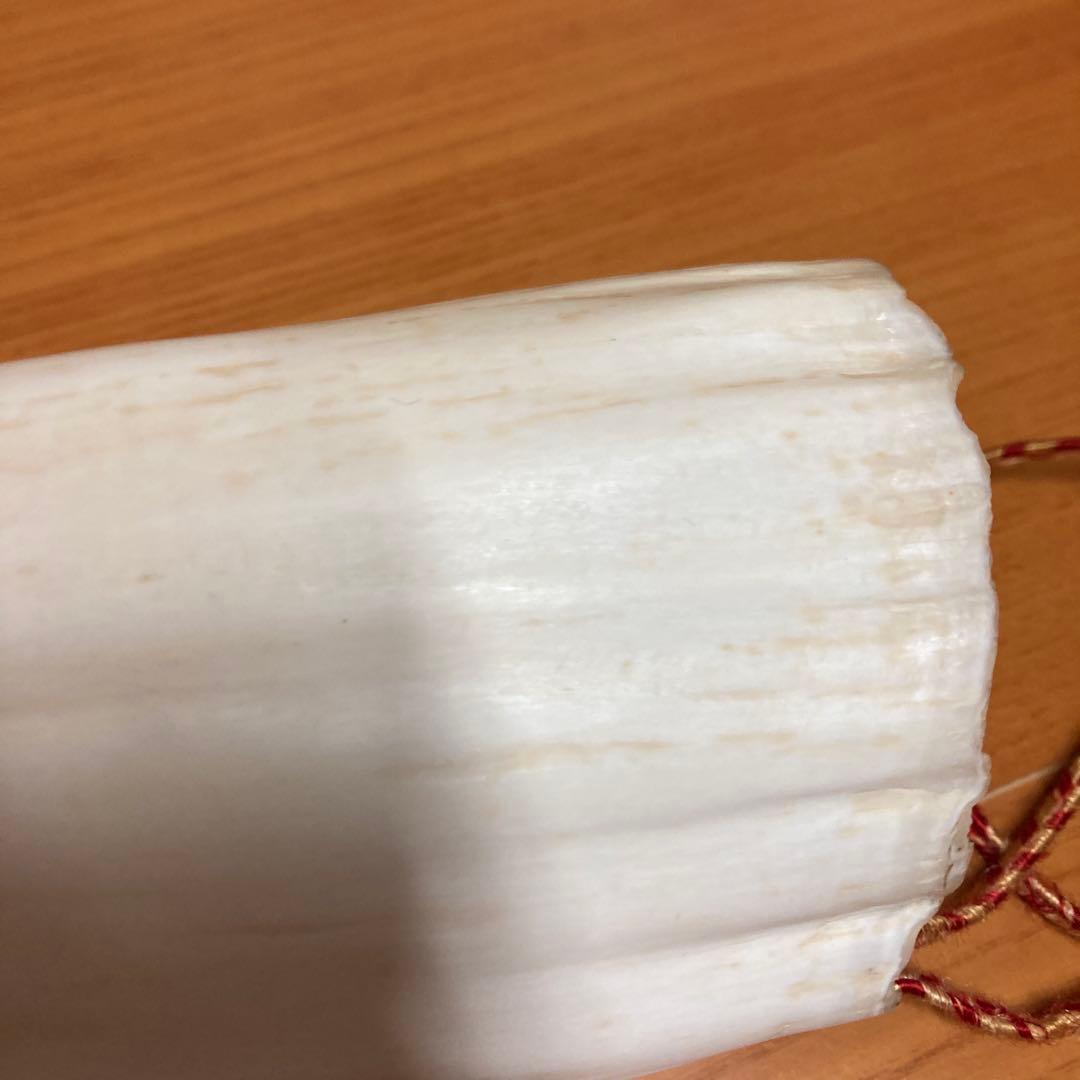 鯨の歯　マッコウクジラの歯　くじらの歯