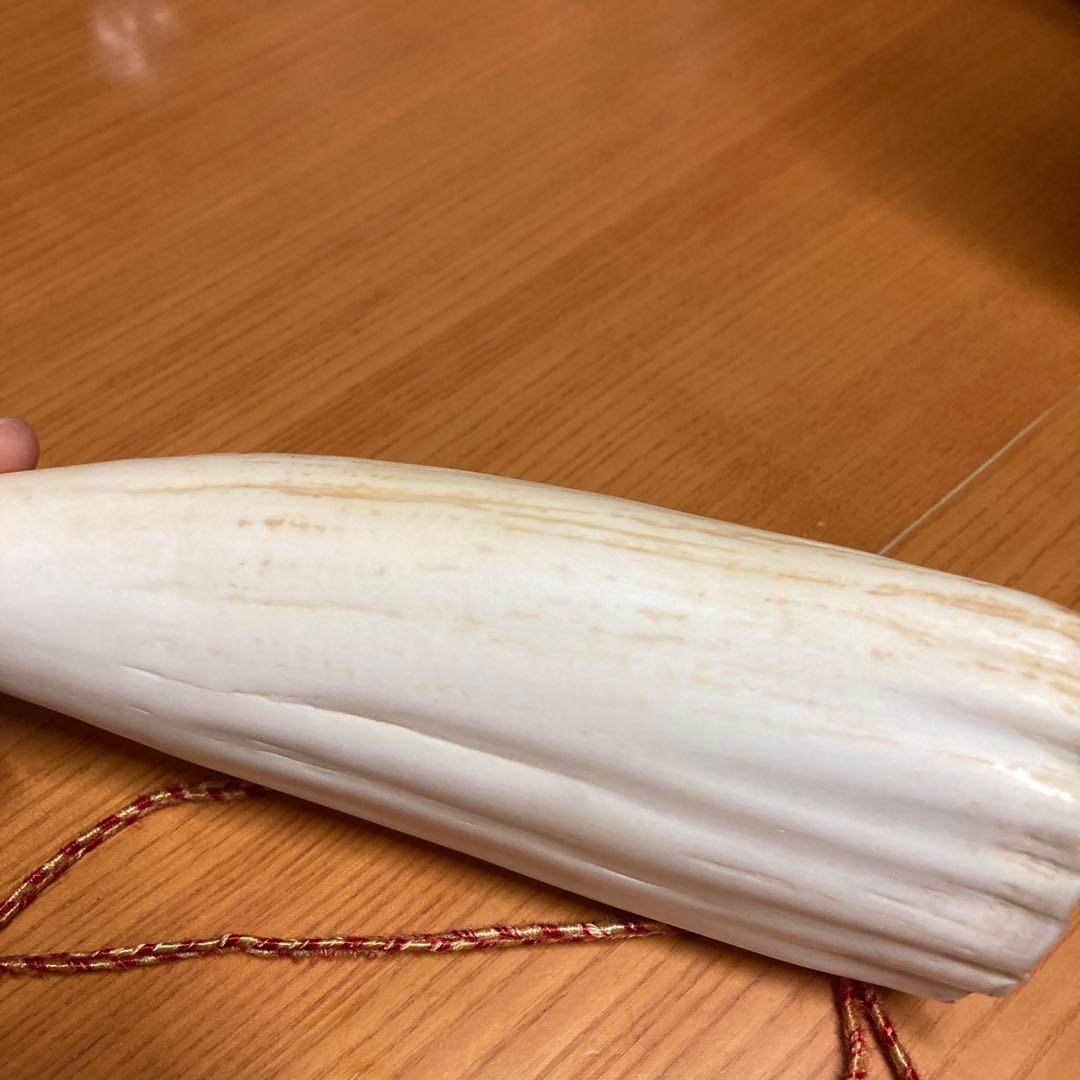 鯨の歯　マッコウクジラの歯　くじらの歯
