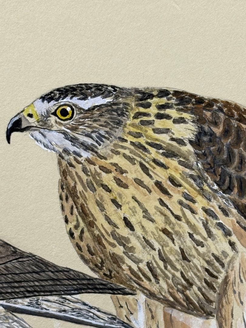 【額無水彩画】オオタカ・オオカミ 2枚セット　川崎 信夫 3087