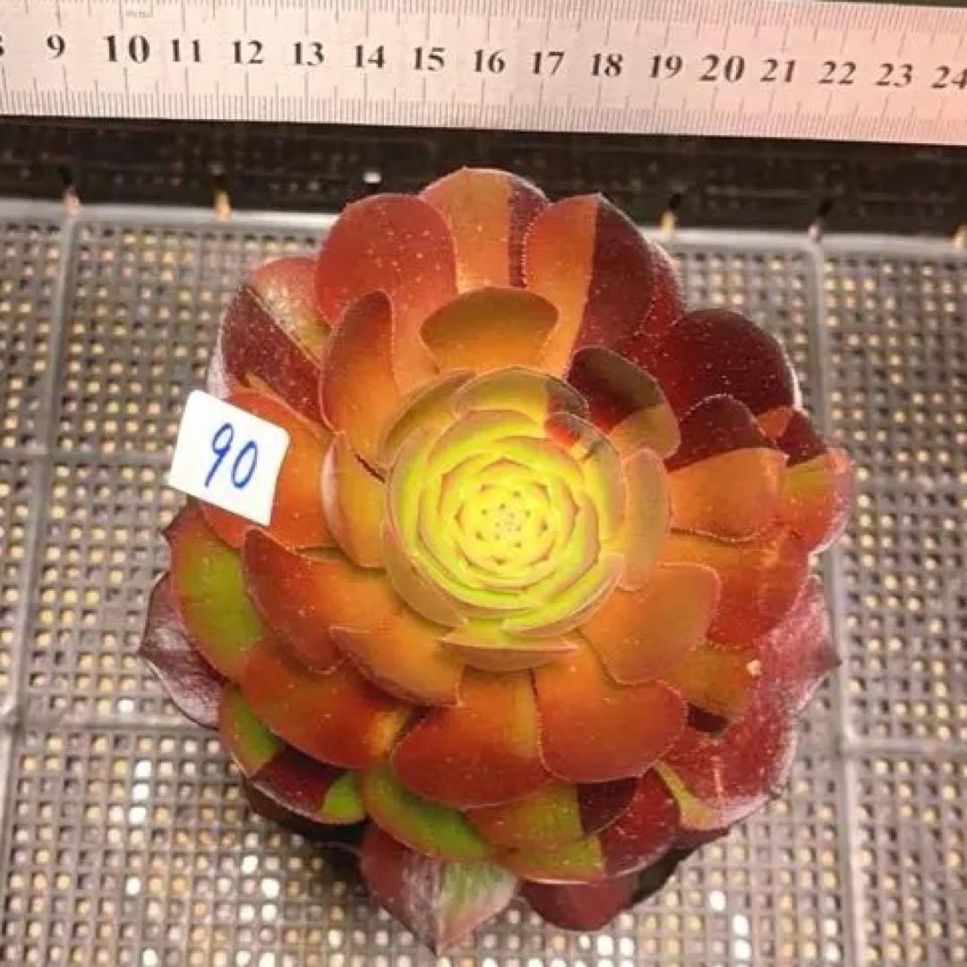 90#多肉植物アエオニウム錦❤️花顔黒バラ錦❤️1大頭14cm 拔き苗
