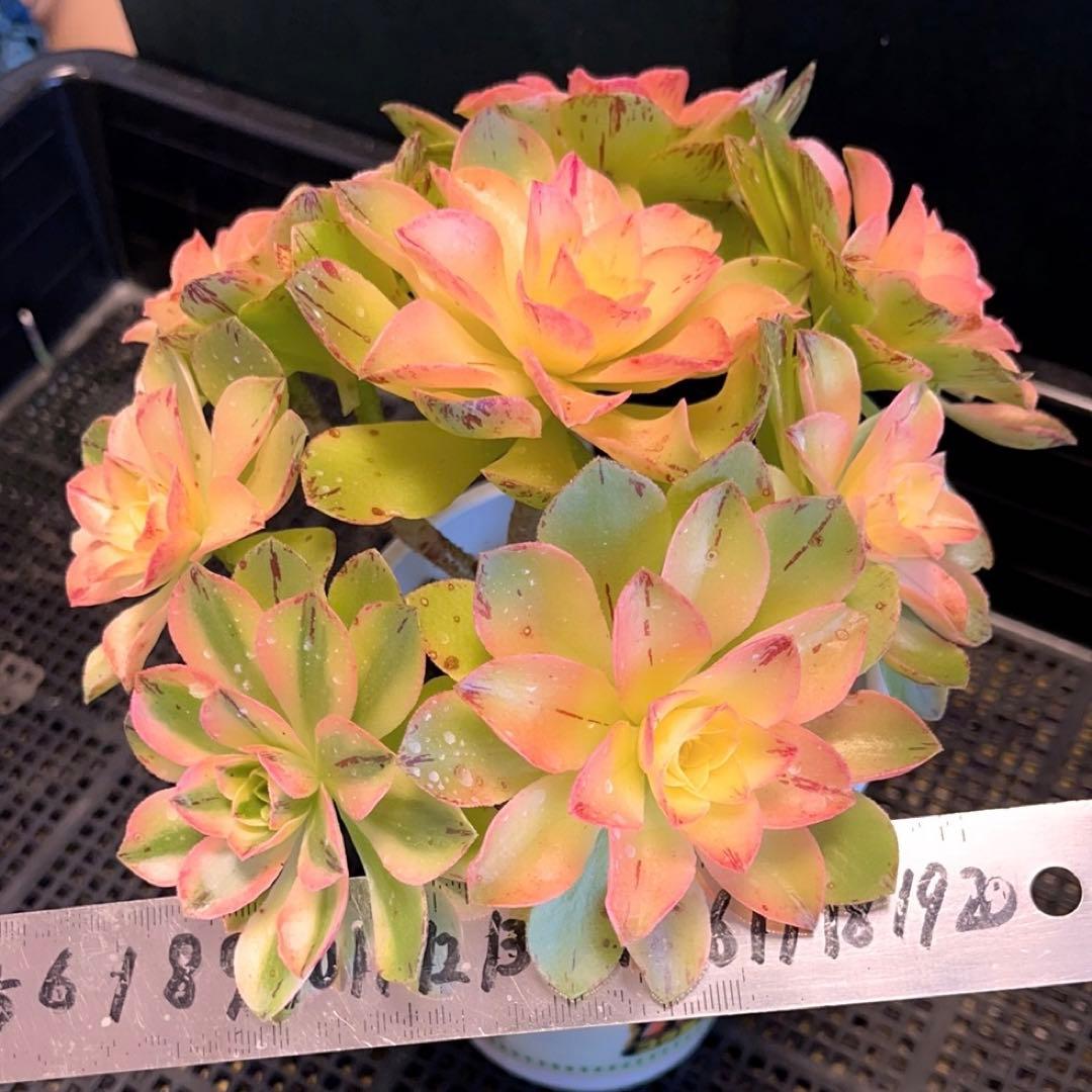 62#多肉植物❤️アエオニウム錦❤️ホロスパツラツム錦❤️9頭19cm拔き苗