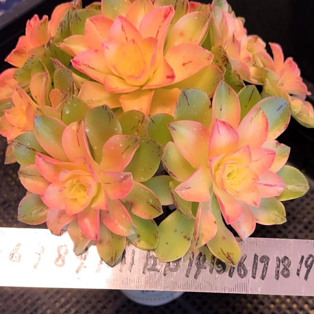 62#多肉植物❤️アエオニウム錦❤️ホロスパツラツム錦❤️9頭19cm拔き苗