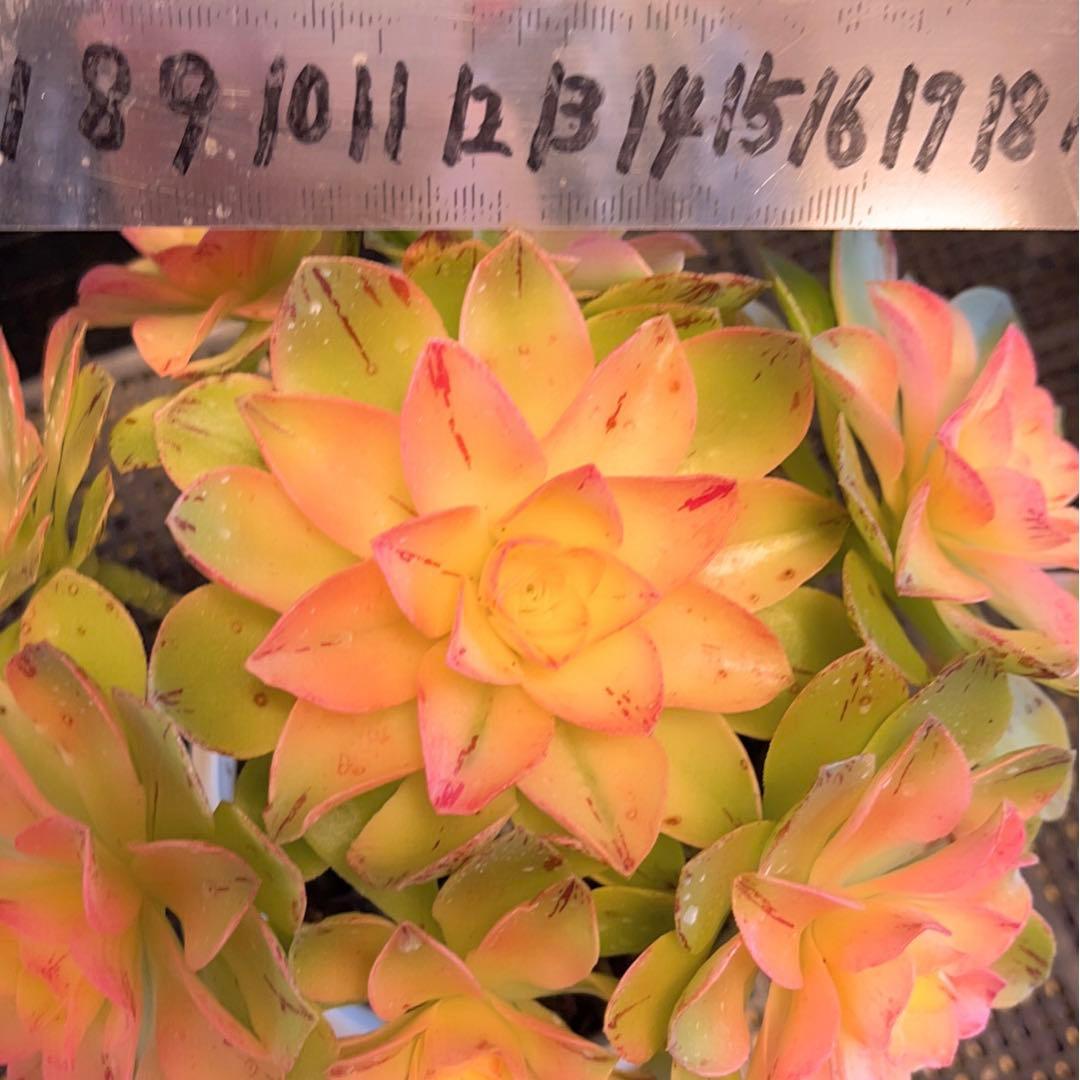 62#多肉植物❤️アエオニウム錦❤️ホロスパツラツム錦❤️9頭19cm拔き苗
