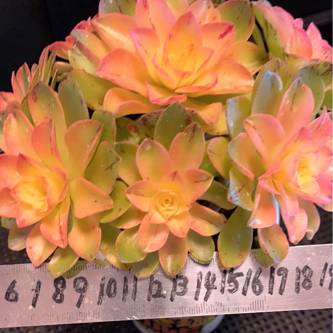 62#多肉植物❤️アエオニウム錦❤️ホロスパツラツム錦❤️9頭19cm拔き苗