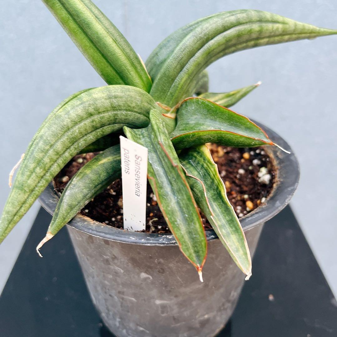 ［現品］【希少】サンスベリア　パテンス　斑入り　4号　観葉植物　室内　レア
