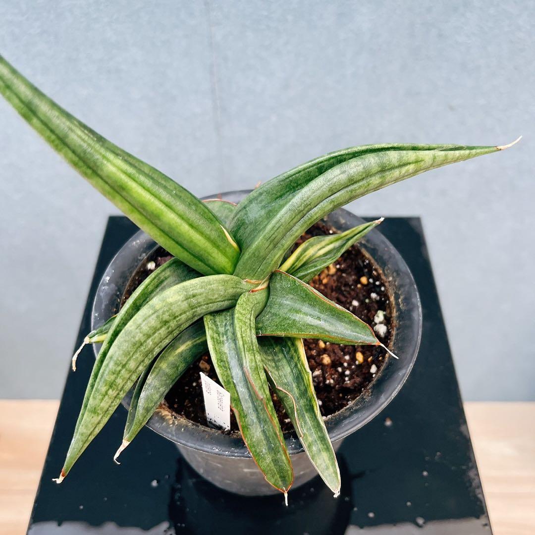 ［現品］【希少】サンスベリア　パテンス　斑入り　4号　観葉植物　室内　レア