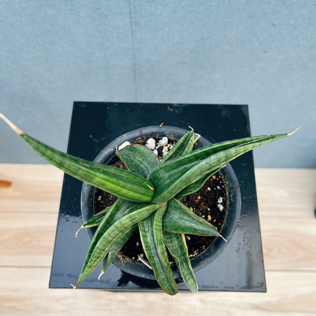 ［現品］【希少】サンスベリア　パテンス　斑入り　4号　観葉植物　室内　レア