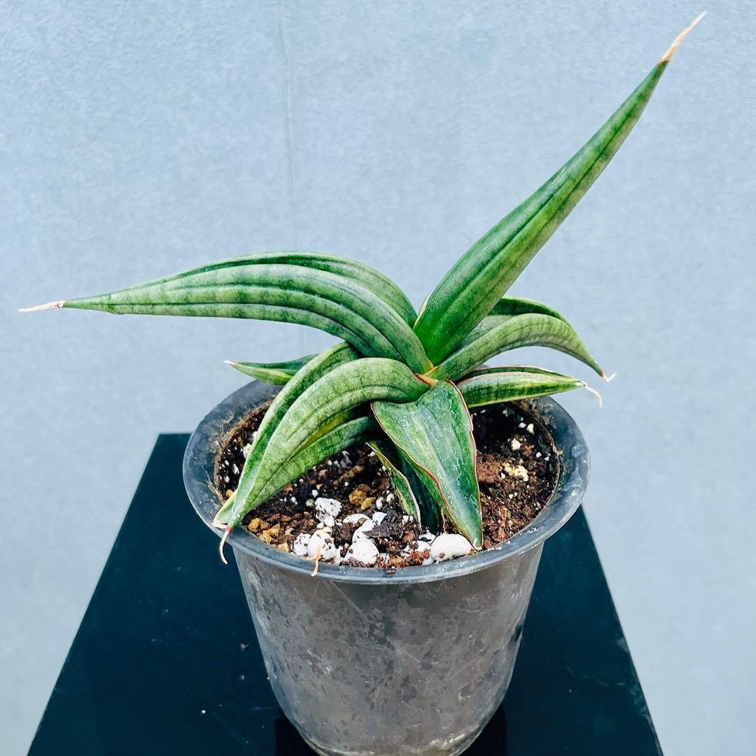 ［現品］【希少】サンスベリア　パテンス　斑入り　4号　観葉植物　室内　レア
