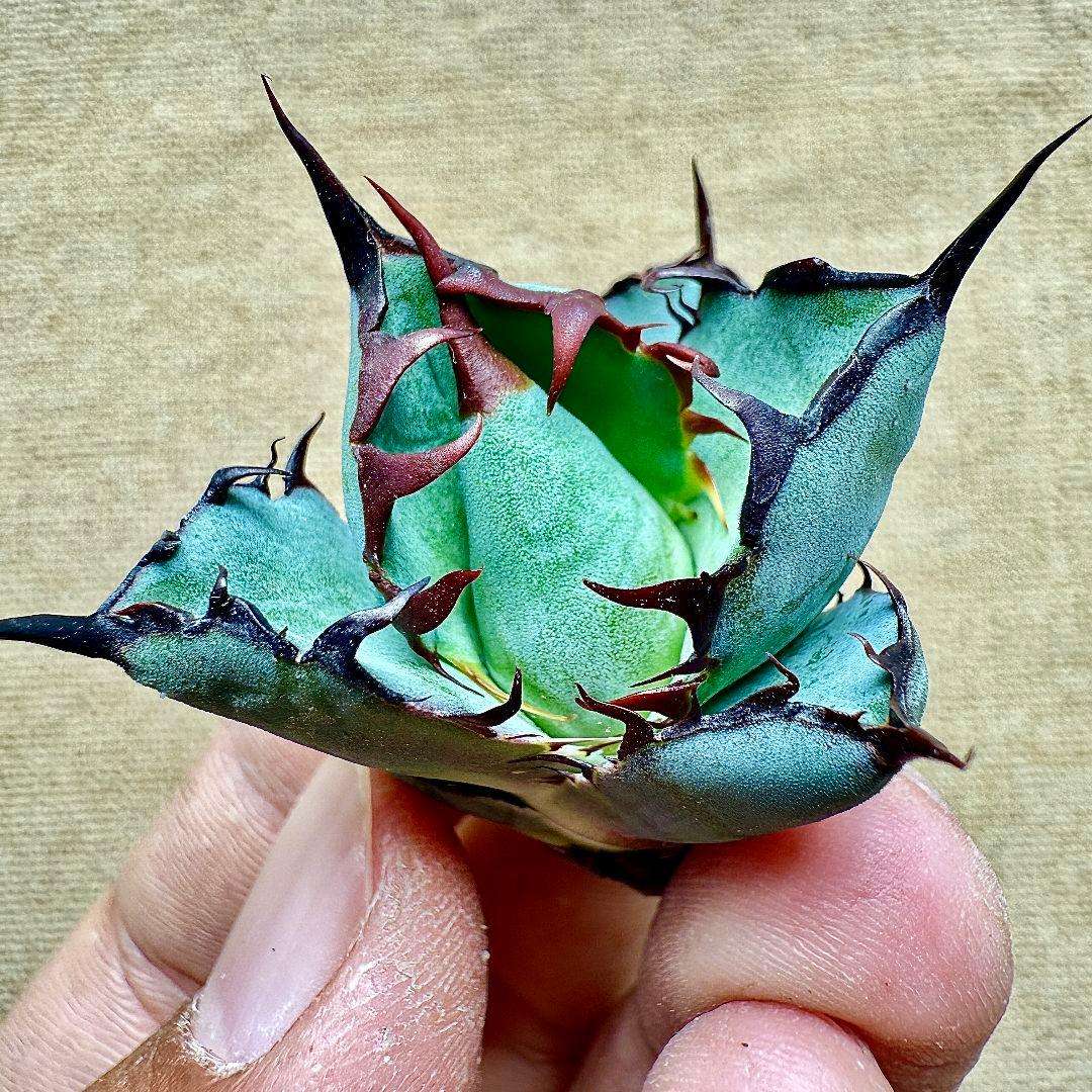 《*m様 【ZZ_plants】K343 チタノタ BB ブラックアンドブルー