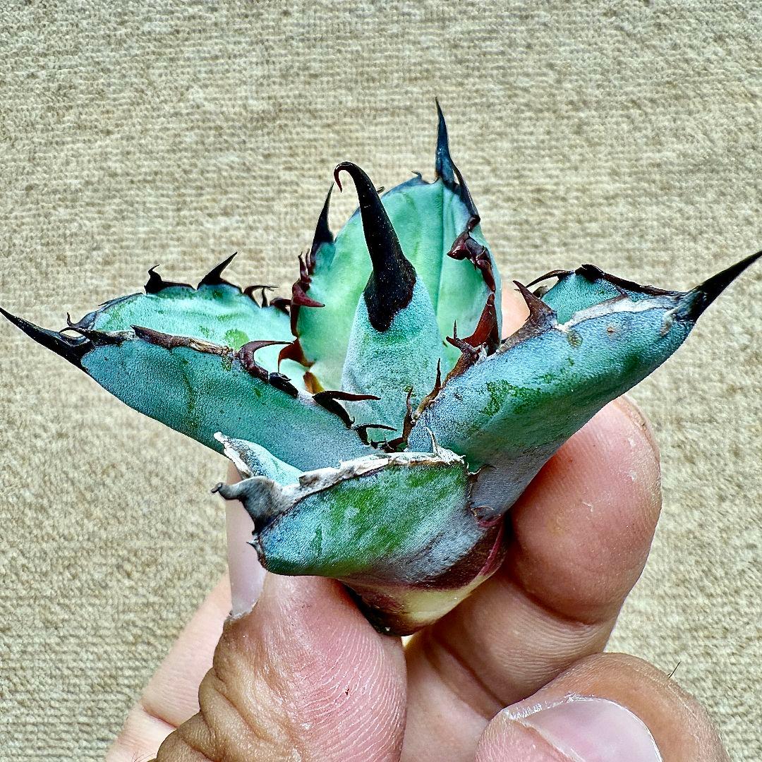 《*m様 【ZZ_plants】K343 チタノタ BB ブラックアンドブルー